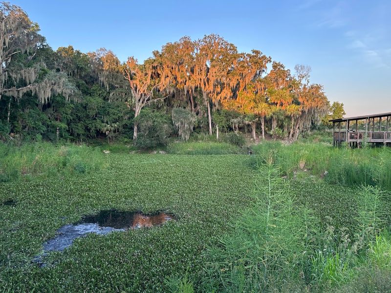 A Rare Chance to Experience Real, Wild Florida A Rare Chance to Experience Real, Wild Florida