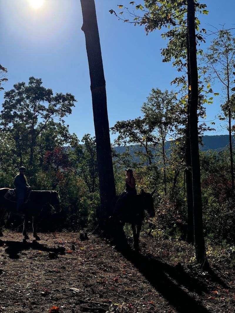 A Rustic Setting Along the Cohutta Wilderness