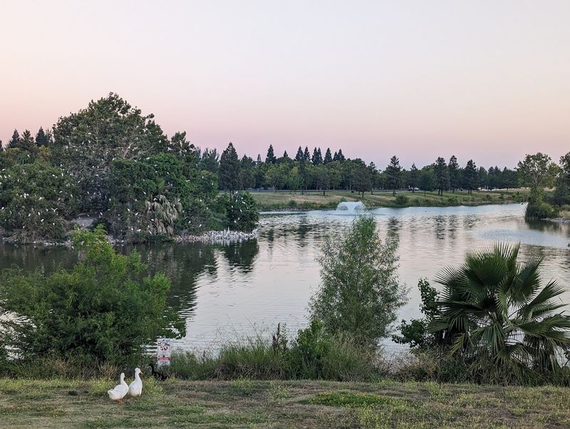 A Scenic Pond Where Wildlife Takes Center Stage