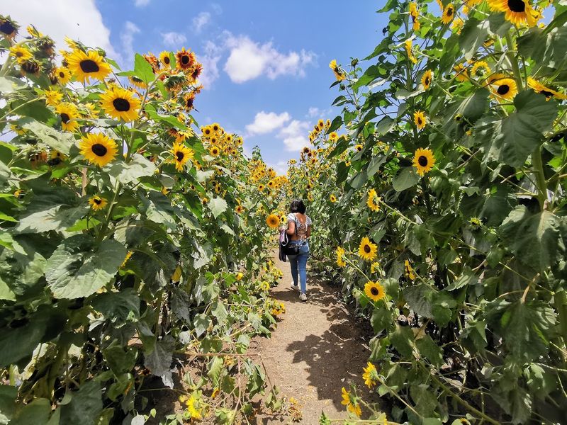 A Seasonal Sunflower Spectacle That Does Not Last Long
