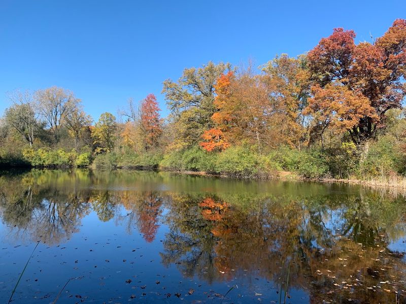 A Serene Lake and Duck-Watching Spot