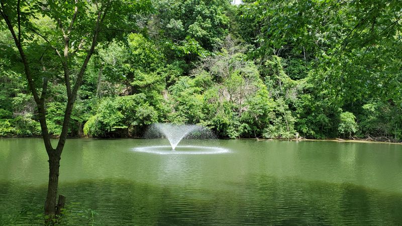 A Serene Pond That Steals the Show
