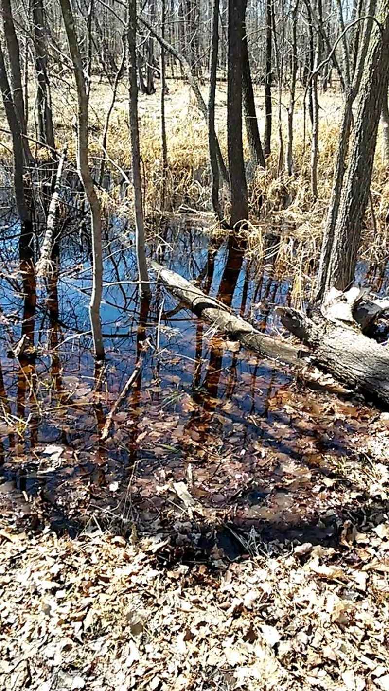 A Tamarack Bog Unlike Anything You've Seen Before