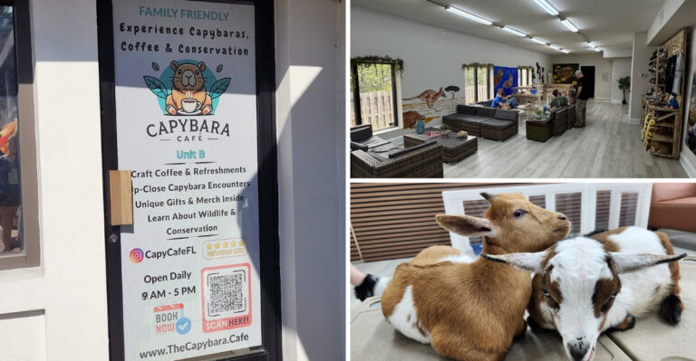 A Unique Florida Cafe Lets You Sip Coffee While Hanging Out With Capybaras