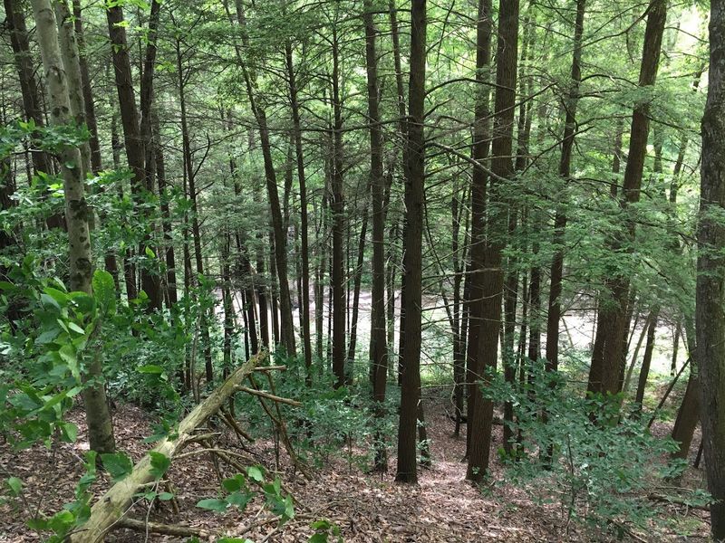 A Vast, Wild Forest That Rewards Every Kind of Explorer A Vast, Wild Forest That Rewards Every Kind of Explorer