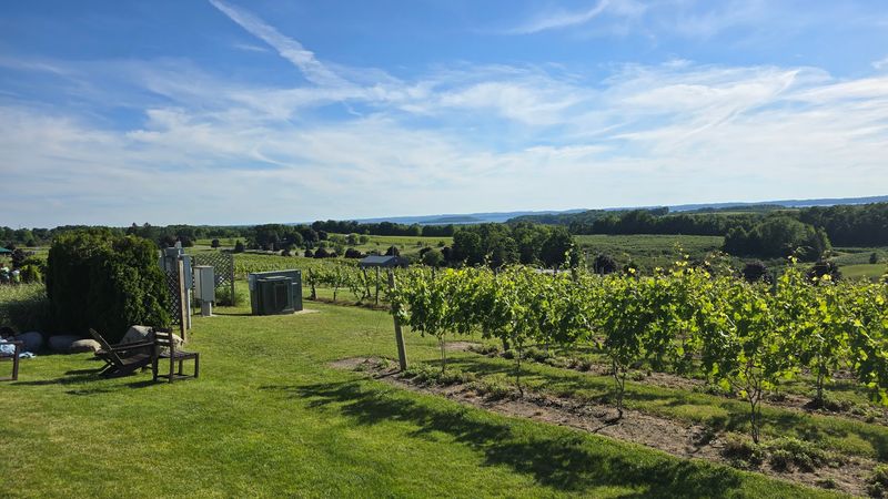 A Working Vineyard With Deep Roots