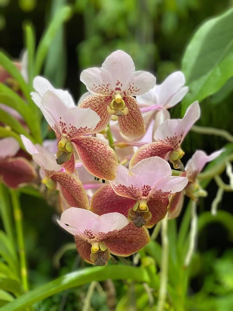 A World-Renowned Orchid Collection Like No Other A World-Renowned Orchid Collection Like No Other