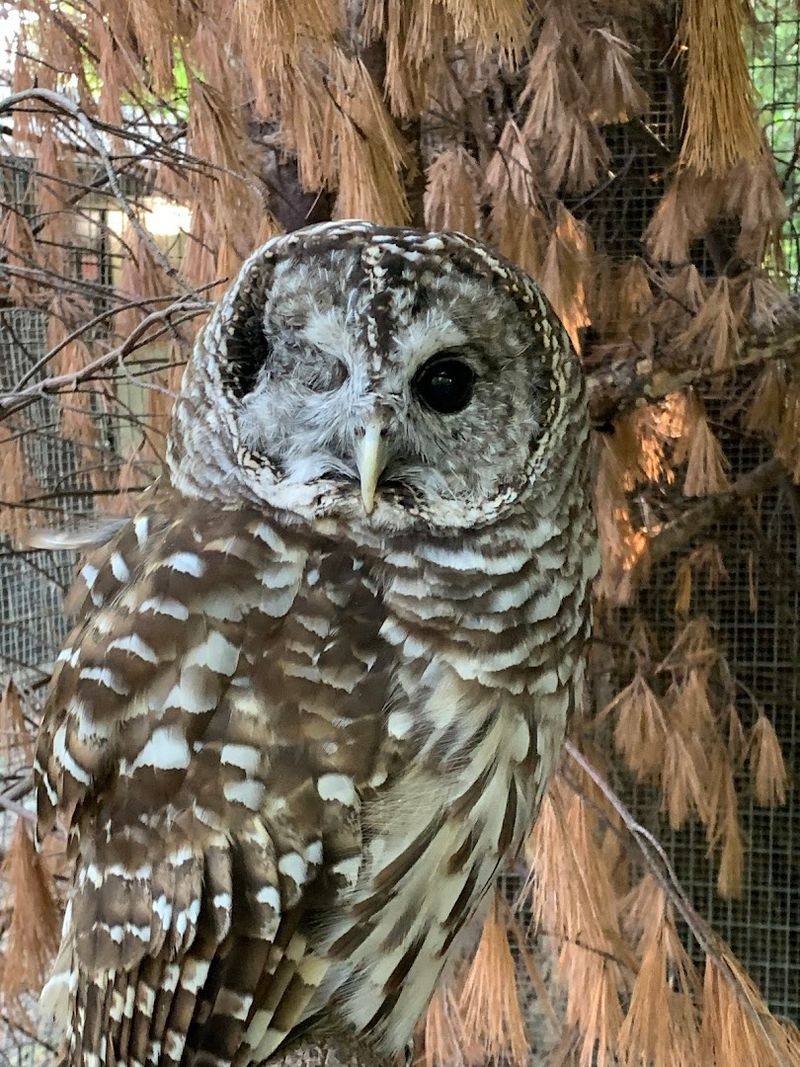 Accessibility Features That Make the Zoo Welcoming for Everyone