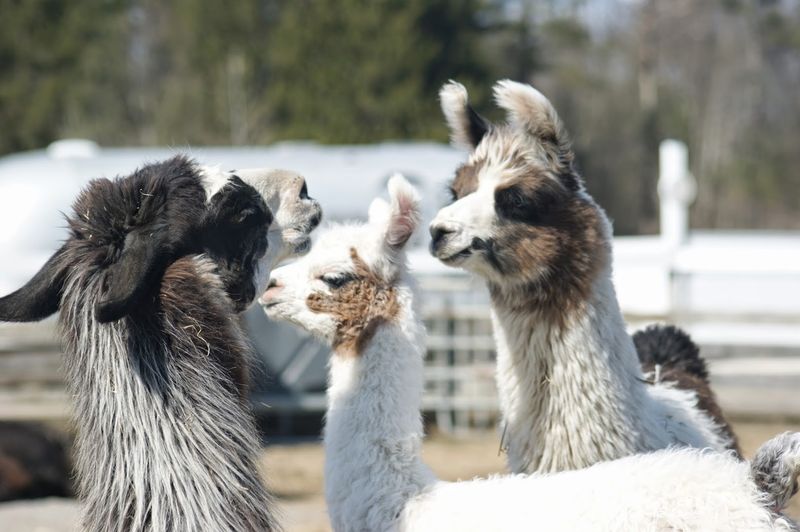 Adorable Baby Llamas You Will Want to Take Home Adorable Baby Llamas You Will Want to Take Home