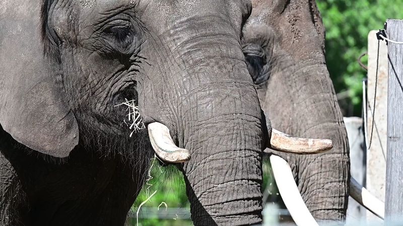 African vs. Asian Elephants: A Rare Side-by-Side Comparison