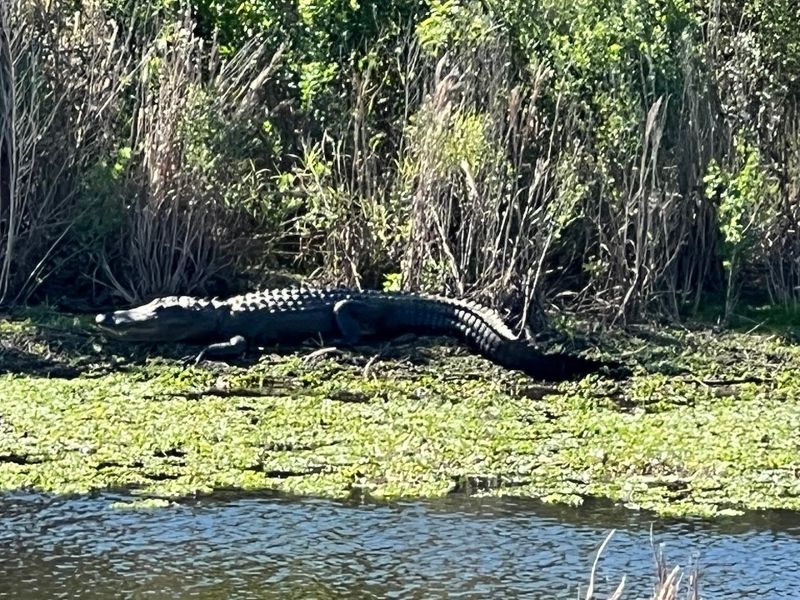 Alligator Encounters That Keep Your Heart Pounding