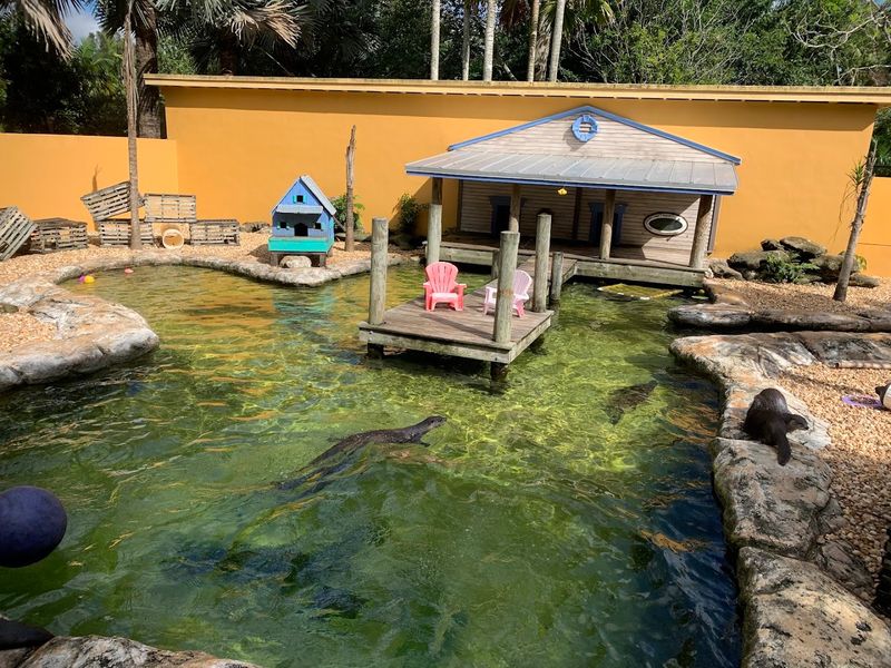 Alligators Elvis and Priscilla