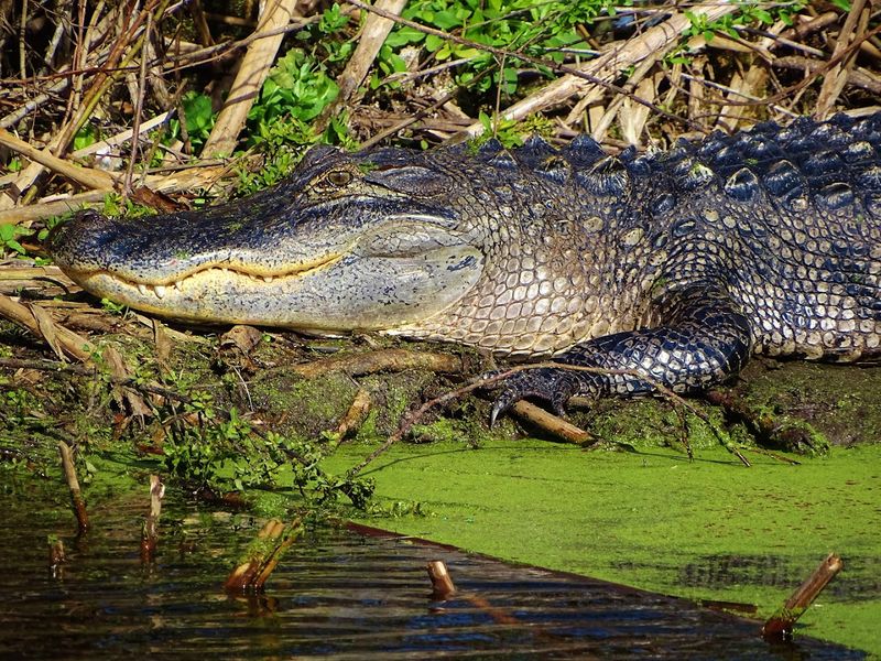 Alligators Everywhere You Look Alligators Everywhere You Look