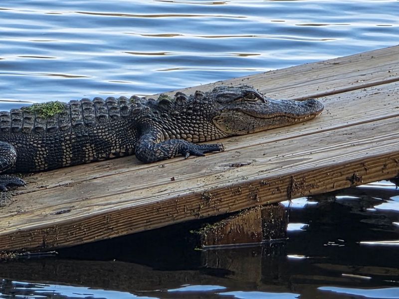 Alligators Lurking In The Dark Water