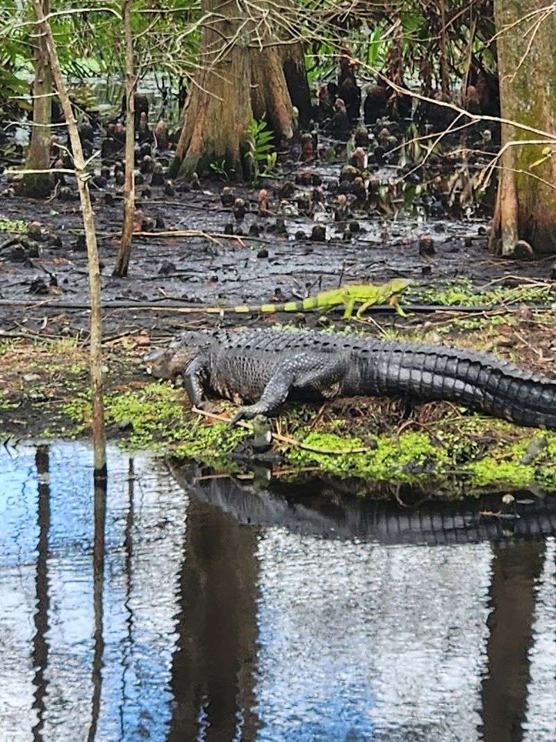 Alligators Spotted Right from the Walkway