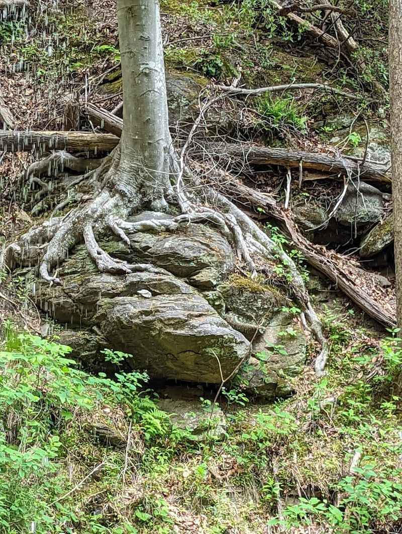 Amazing Tree Variety That Nature Lovers Will Adore