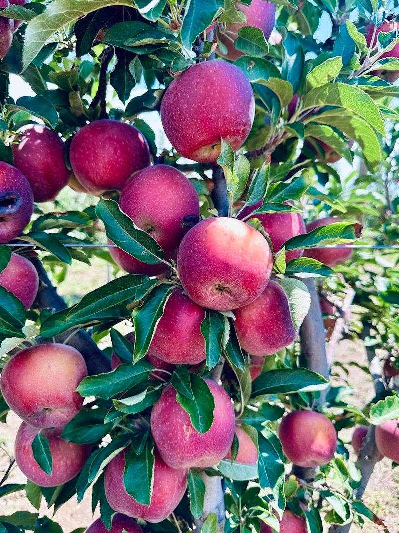 An Organic Orchard Experience With Real Farm Character