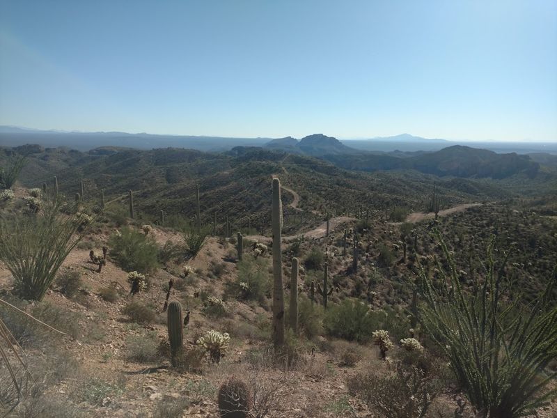 Ancient Hohokam Roots Run Deep Beneath the Desert Ancient Hohokam Roots Run Deep Beneath the Desert