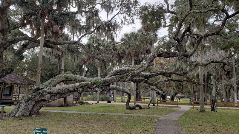 Ancient Oak Trees Draped in Spanish Moss Ancient Oak Trees Draped in Spanish Moss