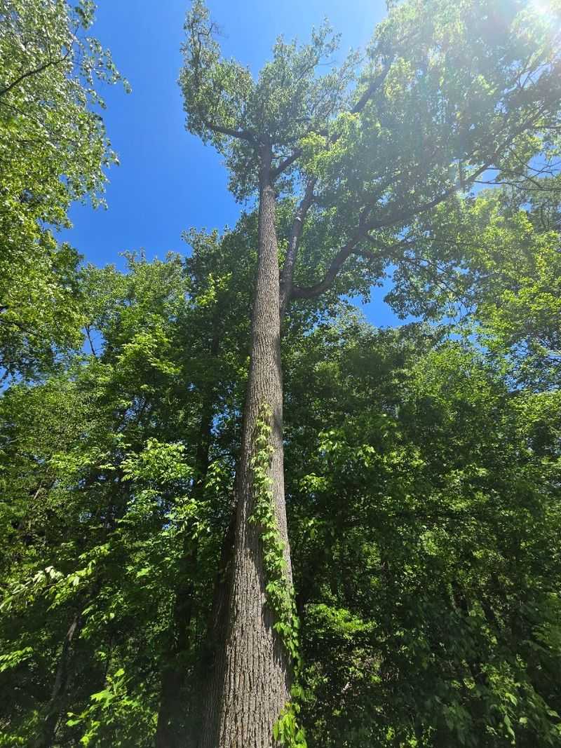 Ancient Old-Growth Trees That Touch the Sky Ancient Old-Growth Trees That Touch the Sky