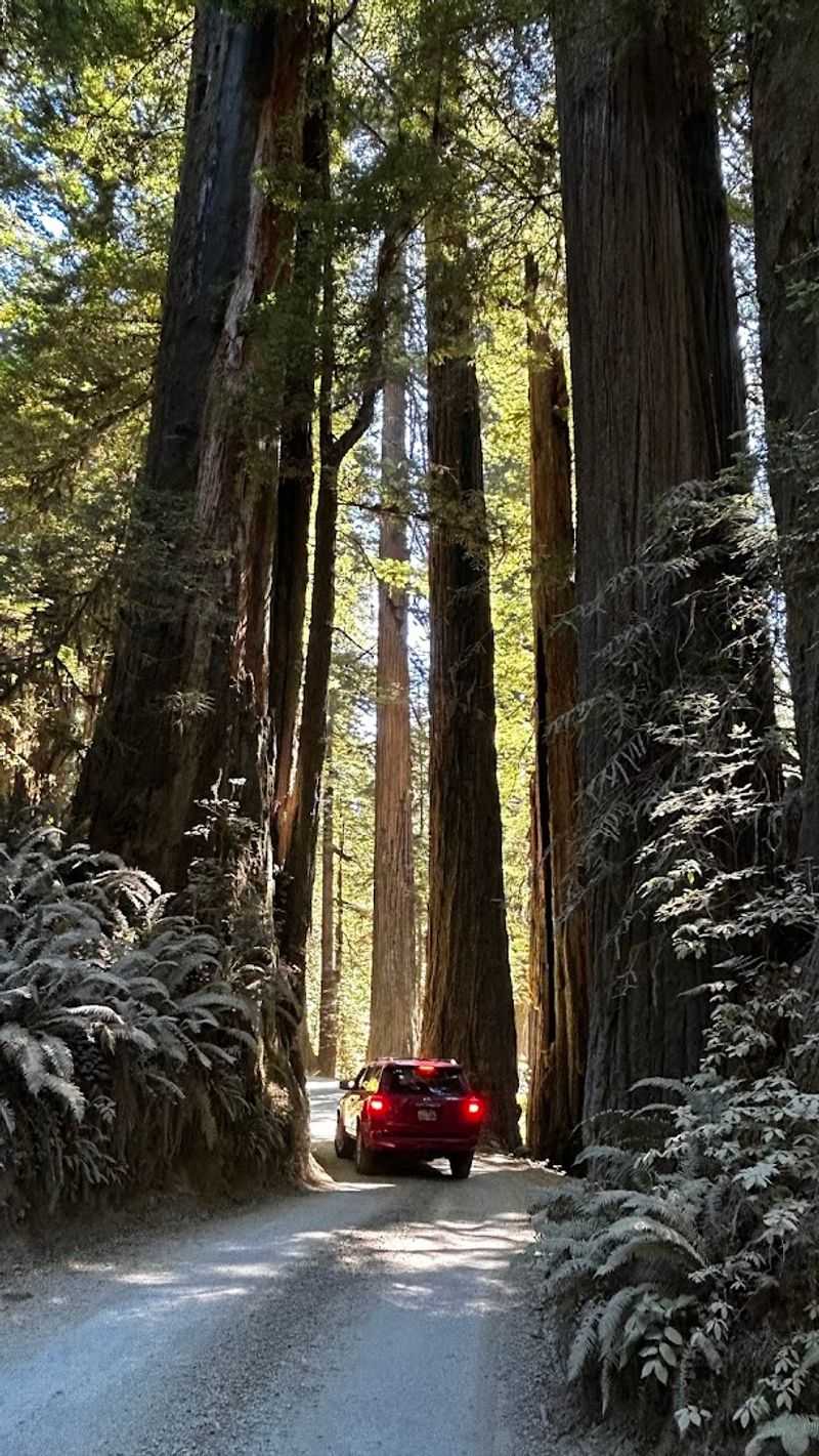 Ancient Redwoods That Steal Your Breath Away