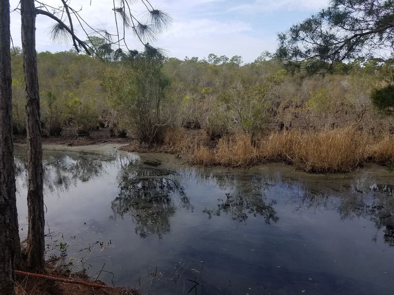 Apalachicola River: A Paddler's Dream