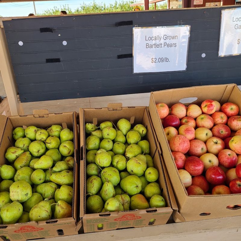 Apple Groves Bursting With Granny Smith and Pink Lady Varieties