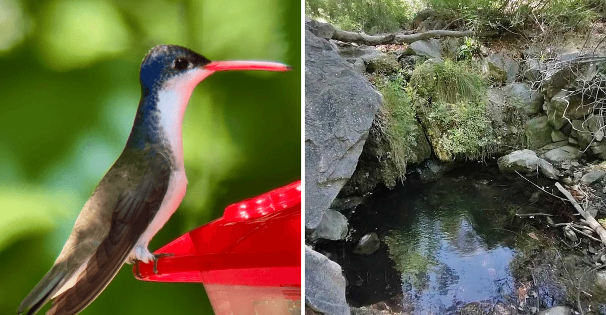 Arizona Is Home To The Hummingbird Capital Of America—And Its A Must Visit