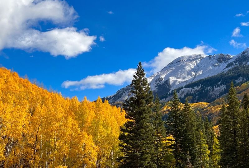 Aspen Trees and Fall Color in the San Juans