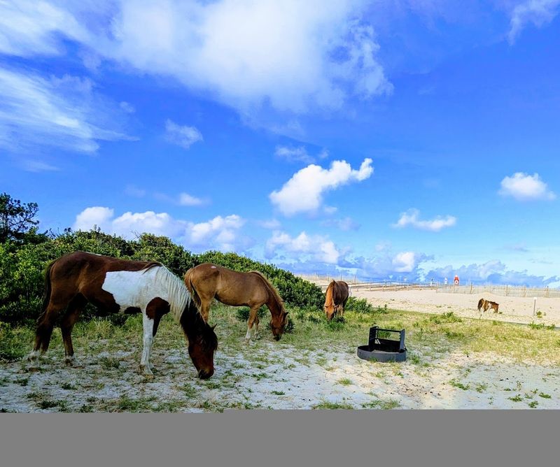 Assateague State Park - Berlin Assateague State Park - Berlin