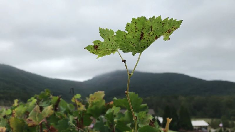 Award-Winning Wines That Rival the World's Best