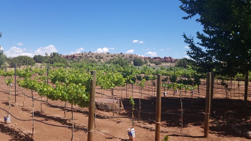 Award-Worthy Arizona Wines Grown Right on the Property Award-Worthy Arizona Wines Grown Right on the Property