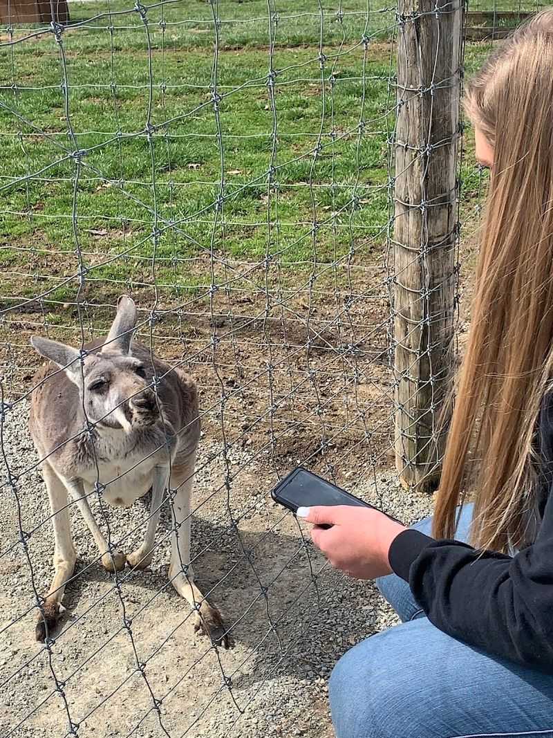 Baby Animals That Steal Every Heart