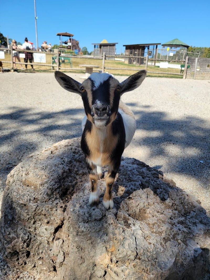 Baby Animals and Seasonal Surprises