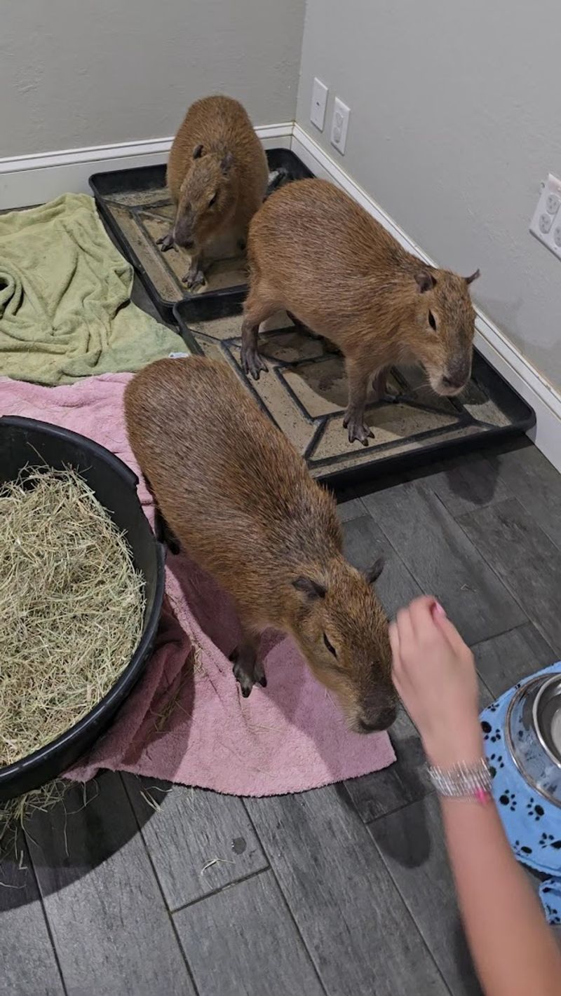 Baby Capybara Experience Baby Capybara Experience