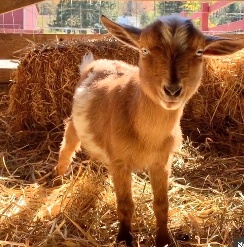 Baby Farm Animals You Can Actually Touch