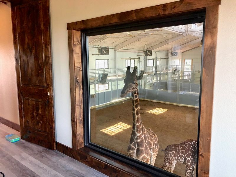 Baby Giraffes on the Property