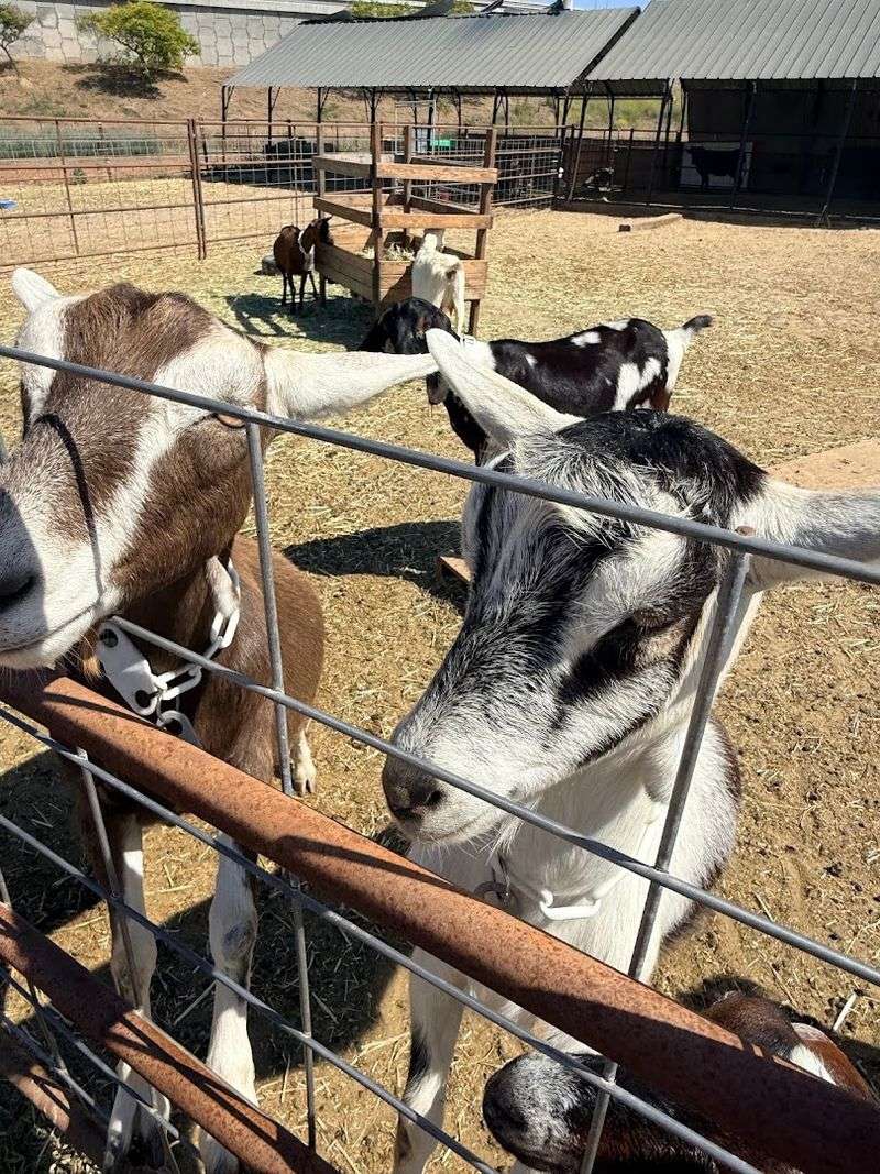Baby Goat Storytime Is Exactly as Adorable as It Sounds
