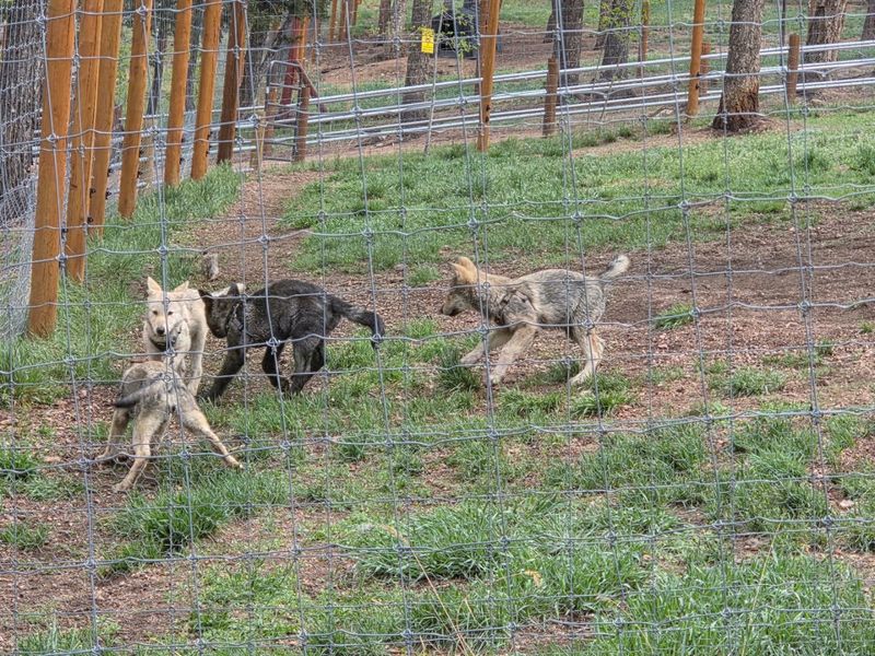 Baby Wolves Have Been Spotted at the Sanctuary