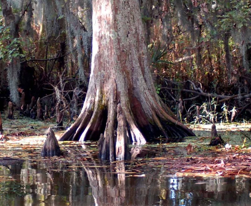 Bald Cypress Trees Standing Like Ancient Sentinels