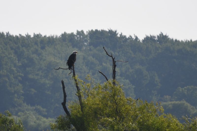 Bald Eagles Soaring Overhead Like It Is No Big Deal