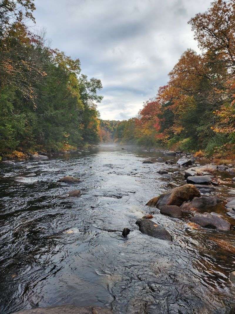 Bald Eagles and Wildlife Sightings That Will Blow Your Mind Bald Eagles and Wildlife Sightings That Will Blow Your Mind