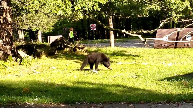 Bear Country Awareness That Keeps Everyone Safe