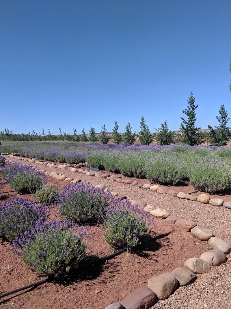 Beekeeping Connections and Lavender for Honey Production Beekeeping Connections and Lavender for Honey Production