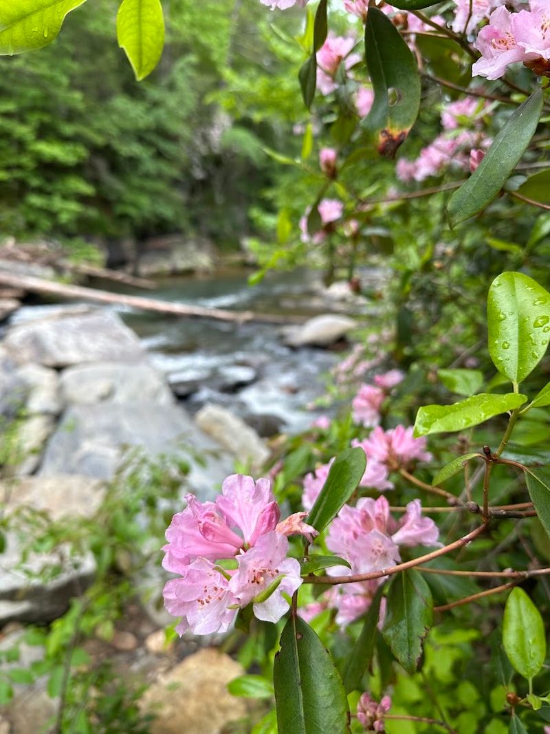 Best Time of Year to Visit Riley Moore Falls
