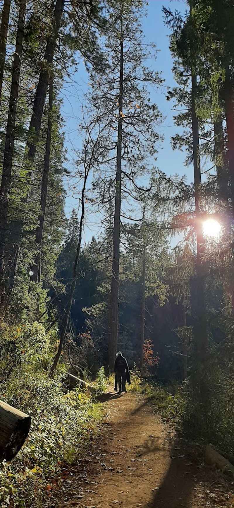 Best Times to Visit Deer Creek Tribute Trail