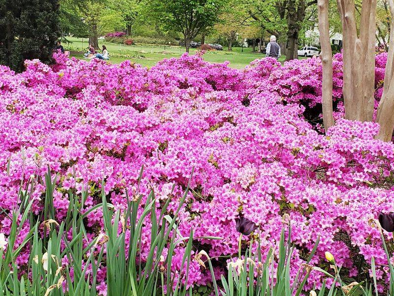 Beyond Tulips: Azaleas, Dogwoods, and More Beyond Tulips: Azaleas, Dogwoods, and More