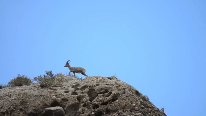 Bighorn Sheep Spotted Right Near the Entrance