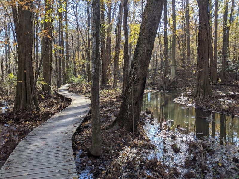 Bird Sanctuary With Owls and a Red-Winged Hawk Bird Sanctuary With Owls and a Red-Winged Hawk