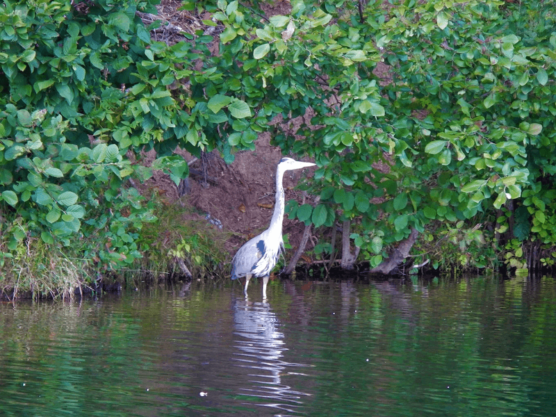 Bird Watching: A Paradise for Feathered Friends and Their Fans